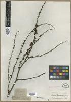 Type? of Rumex nepalensis Spreng. [family POLYGONACEAE]