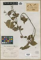 Type? of Salvia venulosa Epling [family LAMIACEAE]