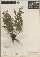 Type? of Pteris macilenta A.Rich. [family PTERIDACEAE]
