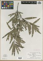 Type of Quercus phellos L. f. intonsa Fernald [family FAGACEAE]