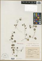 Type of Veronica stewartii Pennell [family SCROPHULARIACEAE]