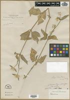Isotype of Telanthera bangii Rusby [family AMARANTHACEAE]