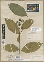 Syntype of Solanum devernicascens Bitter [family SOLANACEAE]