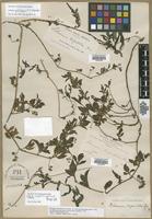 Syntype of Solanum suaveolens var. heterotrichostylum Bitter [family SOLANACEAE]