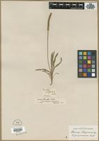 Type? of Plantago gnaphalioides Nutt. [family PLANTAGINACEAE]