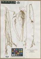 Filed as Aira sp. [family POACEAE]