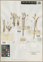 Filed as Aira sp. [family POACEAE]