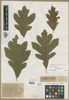 Filed as Quercus alba L. [family FAGACEAE]