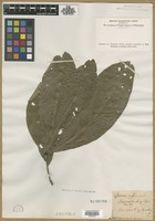 Filed as Quercus imbricaria Michx. [family FAGACEAE]