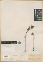Filed as Bartsia coccinea L. [family SCROPHULARIACEAE]