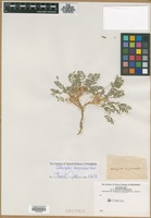 Filed as Astragalus tragacantha L. [family FABACEAE]