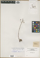 Filed as Saxifraga cotyledon L. [family SAXIFRAGACEAE]