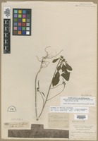 Filed as Euphorbia cyathophora Murray [family EUPHORBIACEAE]