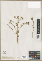Filed as Cochlearia officinalis L. [family BRASSICACEAE]