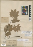 Isolectotype of Acer circinatum Pursh [family ACERACEAE]