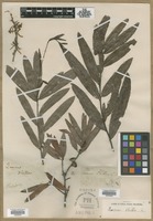 Filed as Quercus phellos L. [family FAGACEAE]