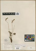 Type? of Heuchera nivalis Rosend., Butters & Lakela [family SAXIFRAGACEAE]