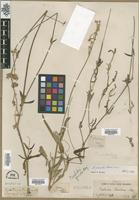 Filed as Froelichia gracilis (Hook.) Moq. [family AMARANTHACEAE]