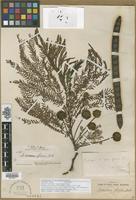 Type? of Leucaena greggii S.Watson [family FABACEAE]