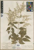 Type? of Iresine pringlei S.Watson [family AMARANTHACEAE]