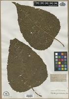 Filed as Populus grandidentata Michx. [family SALICACEAE]