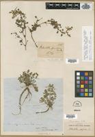 Isotype of Potentilla supina L. nicolletii S.Watson [family ROSACEAE]