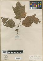 Type? of Quercus leana [family FAGACEAE]