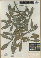 Type? of Quercus phellos L. [family FAGACEAE]