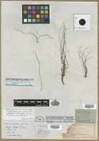 Type? of Isoetes melanopoda J.Gay & Durieu [family ISOETACEAE]