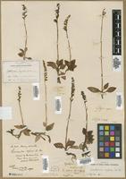 Type? of Goodyera reticulata Blume [family ORCHIDACEAE]