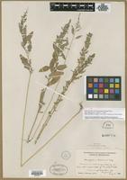 Holotype of Chenopodium foggii Wahl [family CHENOPODIACEAE]