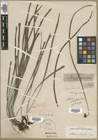 Filed as Vittaria isoetifolia Bory [family VITTARIACEAE]