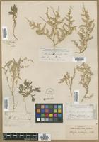 Type? of Kochia dioica Nutt. [family CHENOPODIACEAE]
