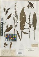 Filed as Rumex crispus L. [family POLYGONACEAE]
