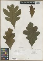 Filed as Quercus alba L. [family FAGACEAE]