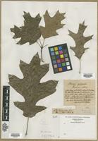Filed as Quercus sp. [family FAGACEAE]