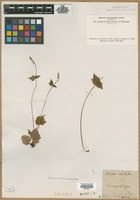 Filed as Mitella diphylla L. [family SAXIFRAGACEAE]