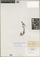 Filed as Saxifraga autumnalis L. [family SAXIFRAGACEAE]