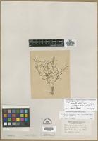 Isotype of Potamogeton pusillus L. var. polyphyllus Morong [family POTAMOGETONACEAE]