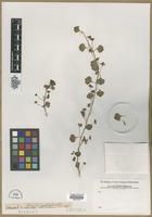 Filed as Veronica hederifolia L. [family SCROPHULARIACEAE]