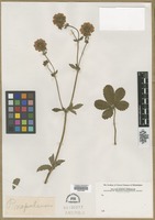 Filed as Potentilla nepalensis [family ROSACEAE]
