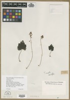 Filed as Tiarella cordifolia L. [family SAXIFRAGACEAE]