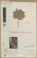 Lectotype of Acer circinatum Pursh [family ACERACEAE]