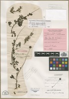 Isotype of Ancistrum anserinifolium Forst. [family ROSACEAE]