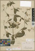 Isotype of Achyranthes cordobensis [family AMARANTHACEAE]