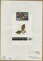 Isotype of Achyranthes cordobensis Standl. [family AMARANTHACEAE]
