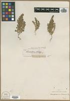Type? of Chenopodium stellatum S.Watson [family CHENOPODIACEAE]