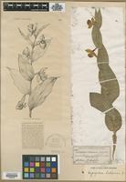 Type? of Cypripedium californicum A.Gray [family ORCHIDACEAE]
