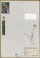 Type? of Cyperus angolensis Boeck. [family CYPERACEAE]