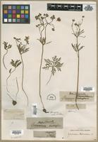 Type? of Geranium tuberosum L. [family GERANIACEAE]